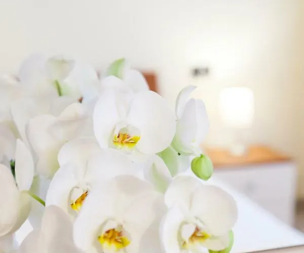 Daire Iris Centralissimo *