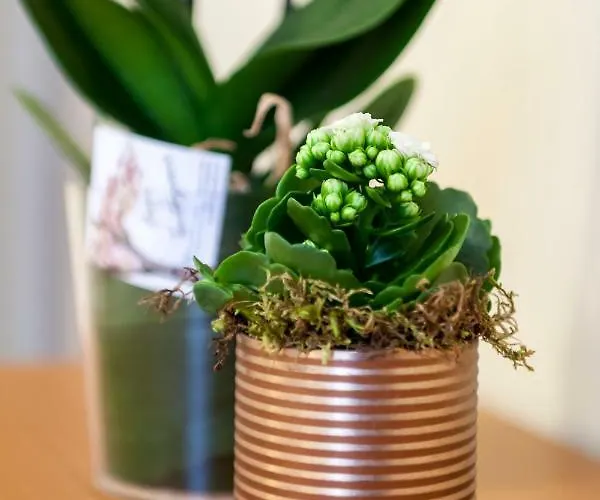 Iris Centralissimo *